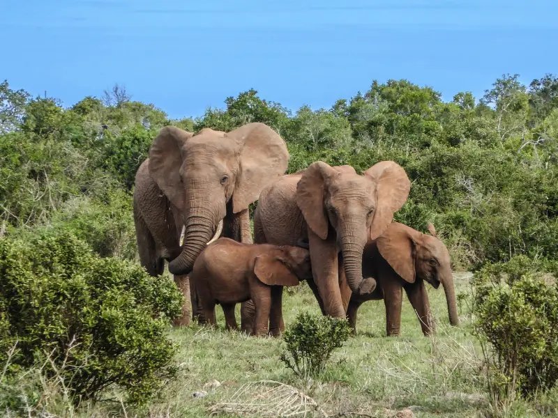 África do Sul, via Rota Jardim